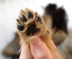 3 способа приучить собаку мыть лапы после прогулки