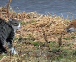 Храбрый кот защитил от лисы хозяйскую добычу: редкое видео