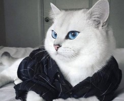 Как называется порода кошек со стрелками на глазах