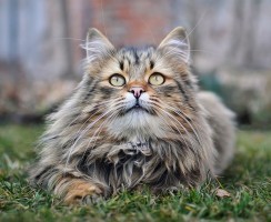 Милашка или нахал: как по внешности кошки определить характер