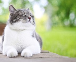 4 признака того, что ваша кошка довольна жизнью