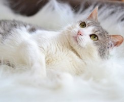 10 самых ласковых пород кошек с фото