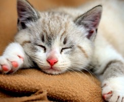 4 способа заставить кошку спать по ночам