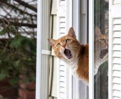 Как помочь кошке, которая застряла в пластиковом окне