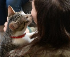 Как сделать кота добрее