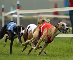 Самые спортивные породы собак для активных хозяев