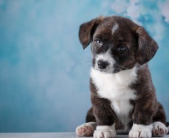 Лучший друг в дар: где бесплатно взять щенка