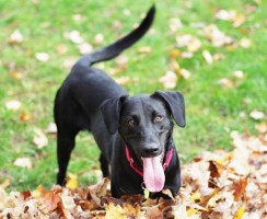 Почему собака виляет хвостом, когда радуется