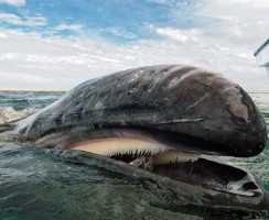 Самые прожорливые животные в мире: фото и факты