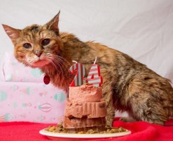 Самые долгоживущие породы кошек