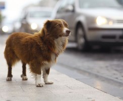 Как отучить собаку бросаться на машины
