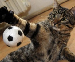 Чем развлечь кота в квартире