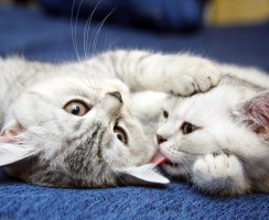 Кошки тоже умеют любить: доказательства на фото