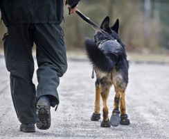 Как защитить лапы собаки от реагентов: простые меры предосторожности