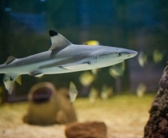 10 мини акул для аквариума: питомцы со скверным характером