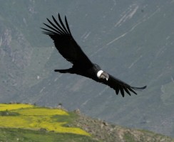 На какой максимальной высоте летают птицы