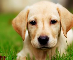 Угадайте породу собаки по описанию