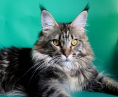 5 признаков, по которым можно отличить настоящего мейн-куна от помеси