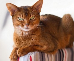 5 стран, в которых особенно любят кошек