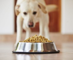 Отказ от натуралки в пользу сухого корма: как изменить рацион собаки