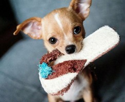 10 самых безобидных пород собак: они подружатся с каждым