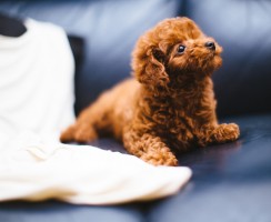 15 маленьких собачек, похожих на игрушки