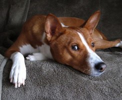 Счастье любит тишину: 10 пород собак, которые мало лают