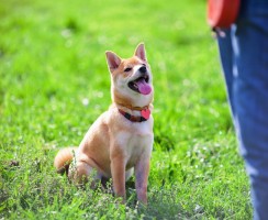 10 самых послушных пород собак: они поймут вас с полуслова