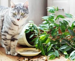 4 способа отучить кота лезть в цветы