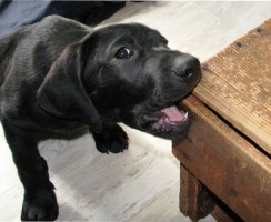 Собаки, которые не грызут обувь и мебель: примеры пород