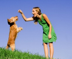 Список первых команд, которым стоит обучить щенка