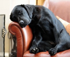 Самые популярные собаки в Москве: фото и названия пород