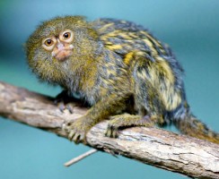 Полиглоты: обезьяны изучили новый диалект