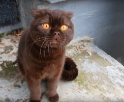 Говорящие кошки: интересное видео