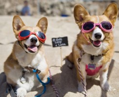 Самые забавные породы собак: топ-10