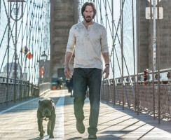 Порода собаки из фильма «Джон Уик 2»: фото и описание