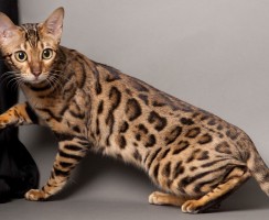 Как отличить настоящего бенгала от помеси: основные признаки