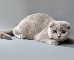 Редкие окрасы шотландских вислоухих