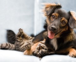 Кот с собакой улыбаются: 15 жизнеутверждающих фото