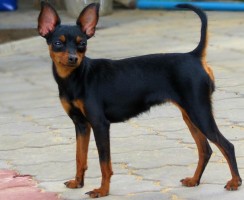 Всё о породе пражский крысарик (ратлик): история и стандарты породы, характер собаки, уход, содержание