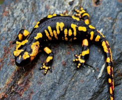 Саламандра (фото): Миниатюрный дракончик с богатой историей