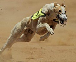 Самая быстрая собака в мире