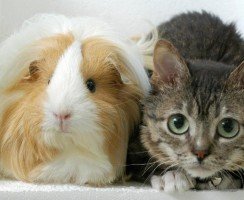 Самая маленькая кошка в мире: 3 претендента на звание
