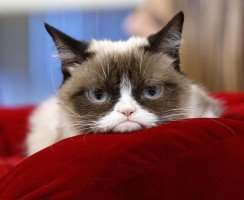 10 домашних животных, которые живут лучше большинства людей