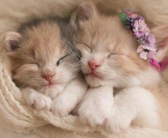 Самые милые породы кошек