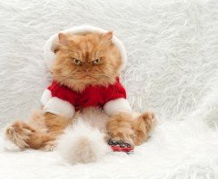 Тест: на какого суперзлодея похож ваш кот