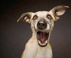 Смешные фото собак