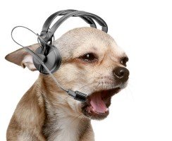 Помощь животным по телефону