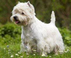 Собака какой породы снималась в рекламе корма «Цезарь»