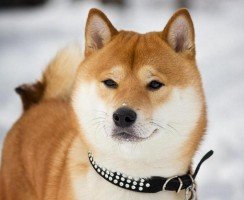 Пёс Бени изучает японский язык